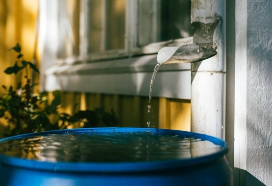 ¿Cómo ahorrar agua en tu jardín?